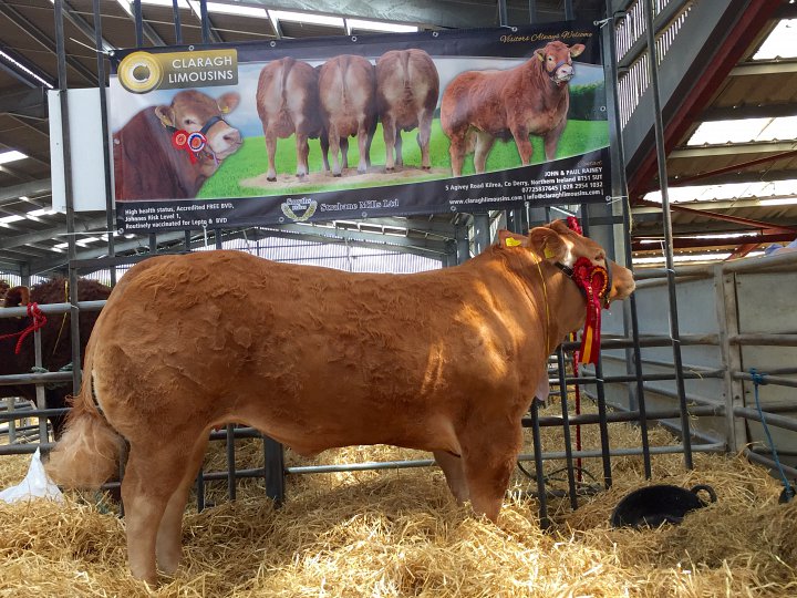 Lily crowned Overall Junior Female Champion at National Limousin Show