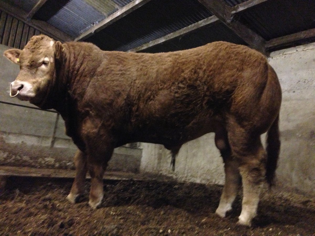 Claragh Galileo