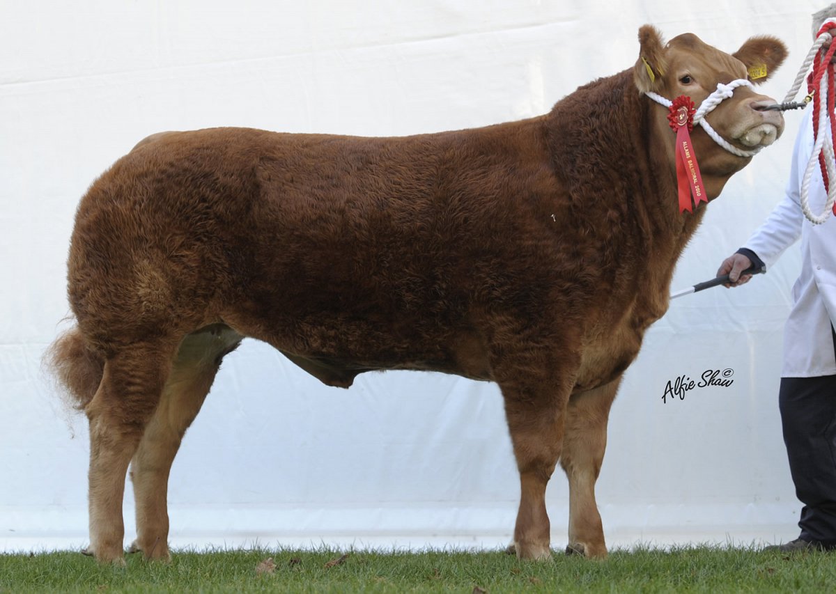 Daughter sired by Wilodge Tonka