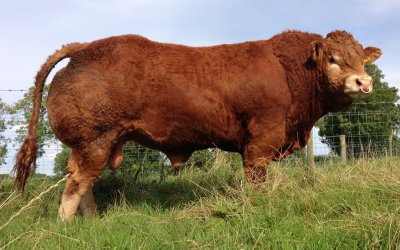 Claragh Gizmo sells for 4,200gns