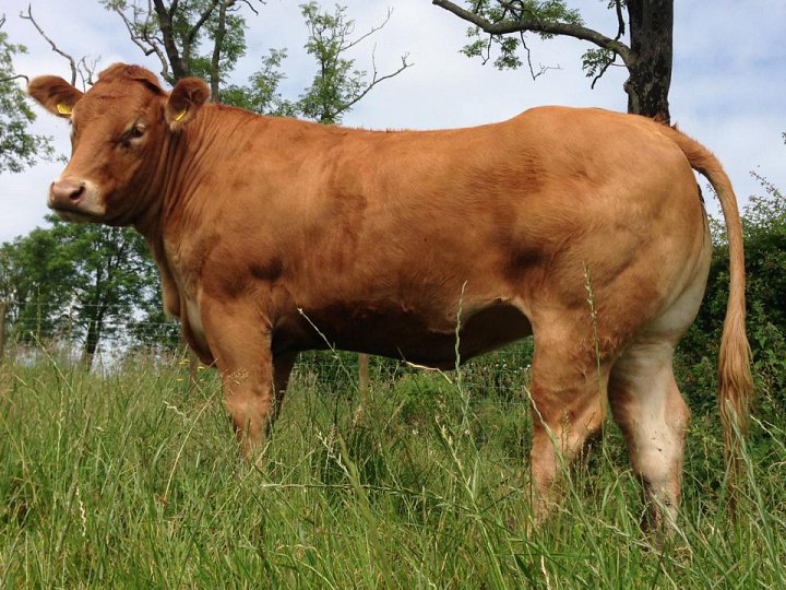 New female purchased from Ampertaine Herd