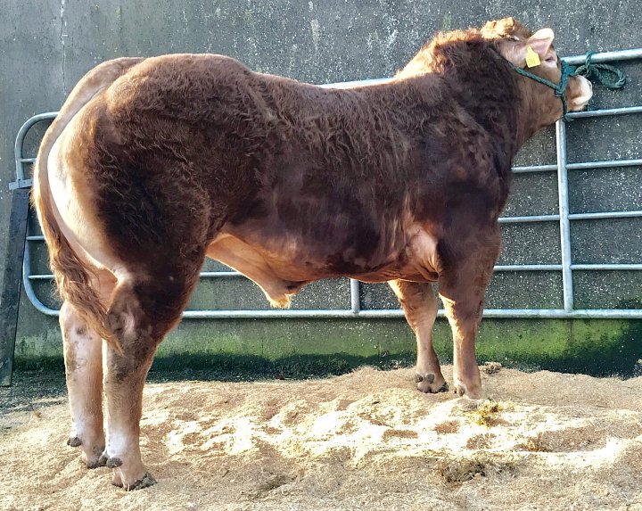 Milo sells to Top Show Calf Producer
