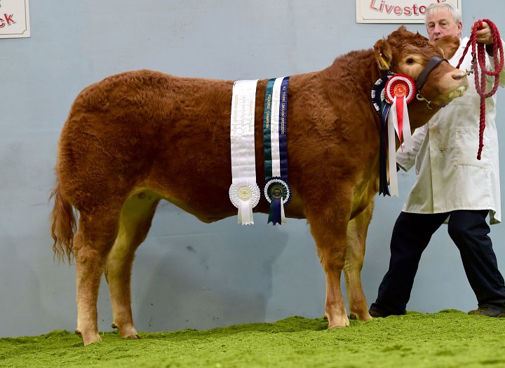 Overall Supreme Champion NI Limousin Calf Show
