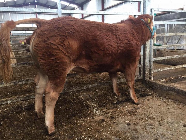 Claragh Molly sells to South of Ireland