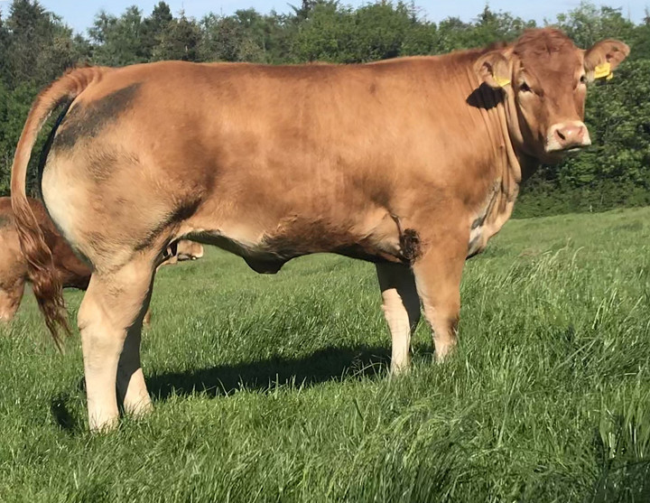 Orchid sells to Thorninghurst Limousins in England